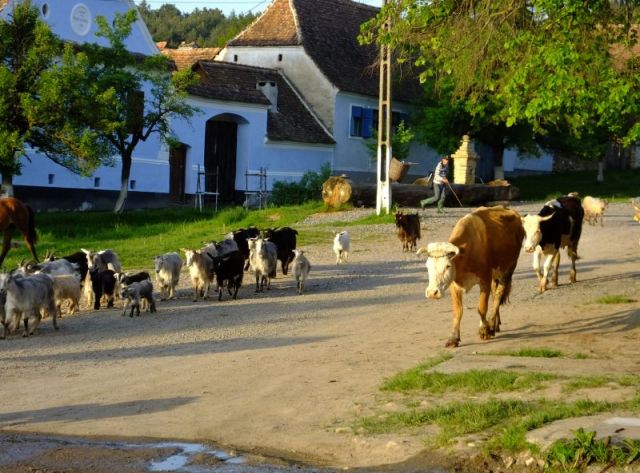 The shepherd is in the back ground