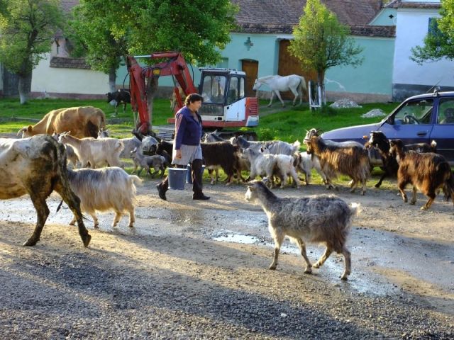 Delivering the mornings milk to the milk collection center