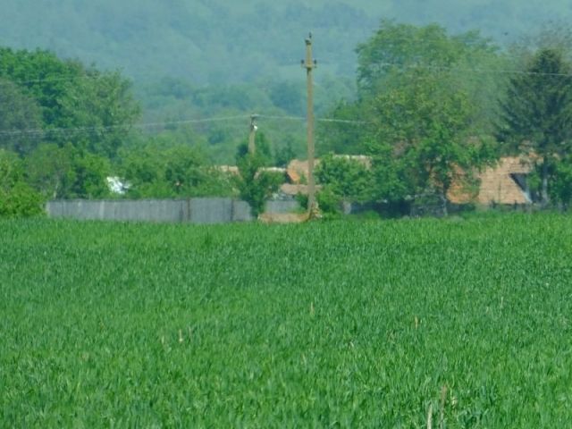 There really is a deer in this photo