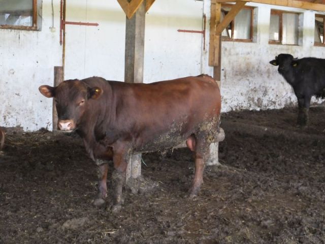 Red Angus bull soon to be fare at the restaurant the ranch owns.