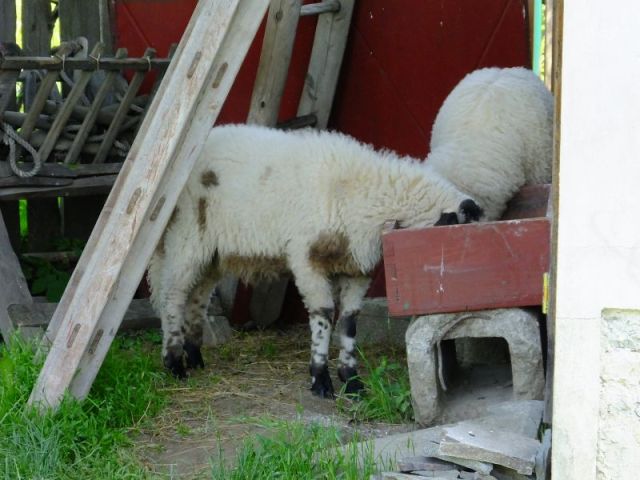 Breakfast time for the two sheep