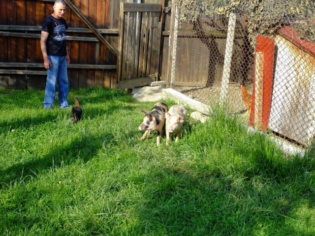 Dorin turning the chickens and pigs out