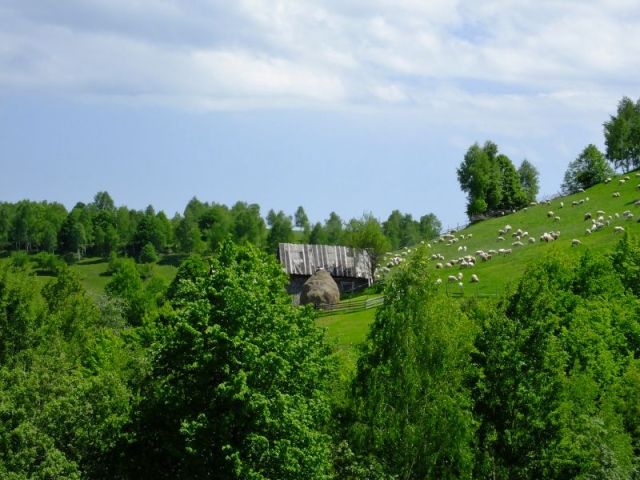 The family's sheep across the road.