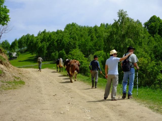 Taking the cows to water