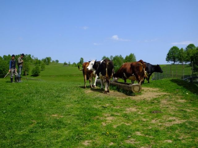 The cows drinking out of the hollowed log trough