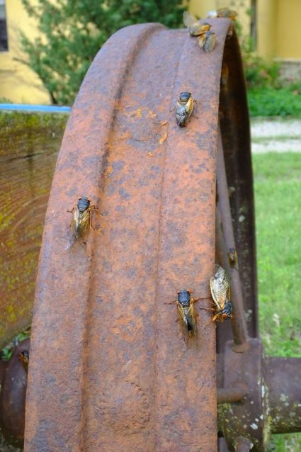 The cicada would crawl on anything to get dry once they emerged from their skins