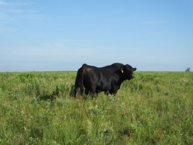 The missing bull a couple of weeks after his wanderings