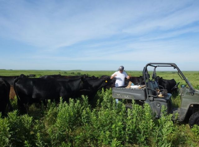 Some of the greedier cows looking for a treat. This photo taken on a different pasture check.