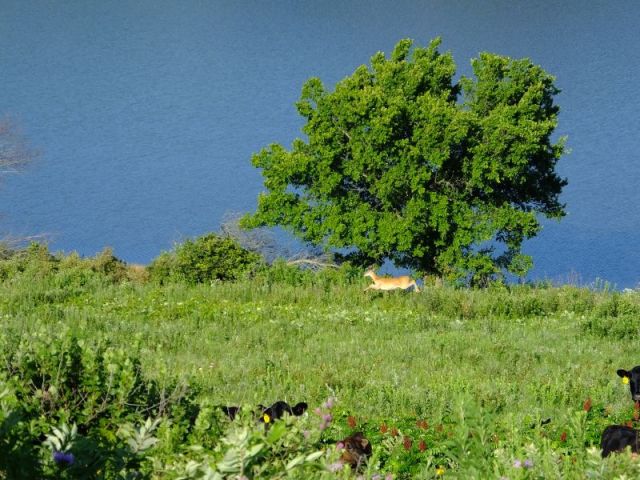 We almost always see deer when checking this pasture