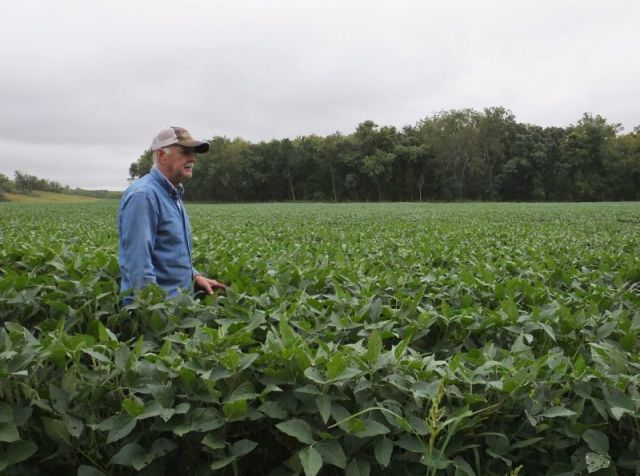 Paul demostrating how tall the soybeans are in one of our fields.