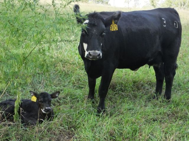 Sunflower and her calf Buttercup. Also forbidden to be in One Toe's herd. 