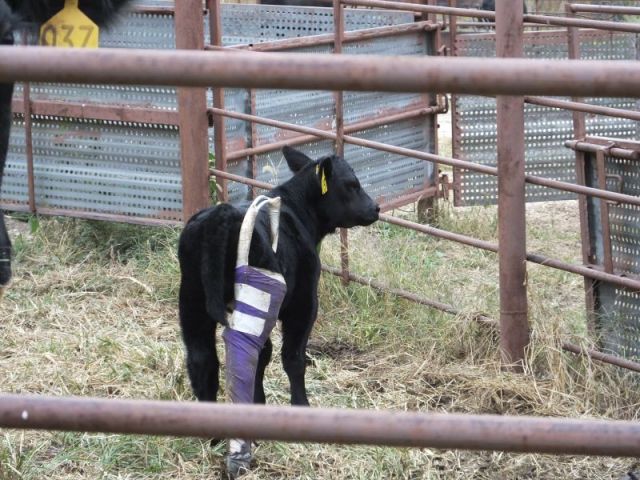 Heifer calf sporting her colorful splint.