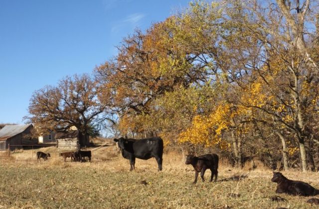 A cow babysitting calves on Rock Hill Ranch