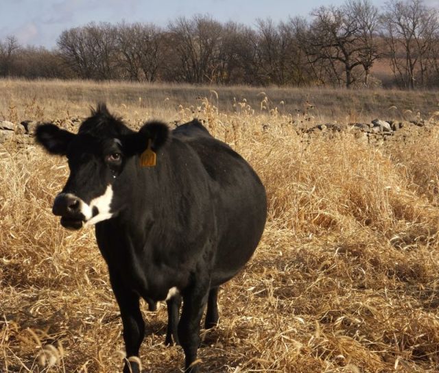 Flower, one of Dalton's cows that is not to be placed with One Toe