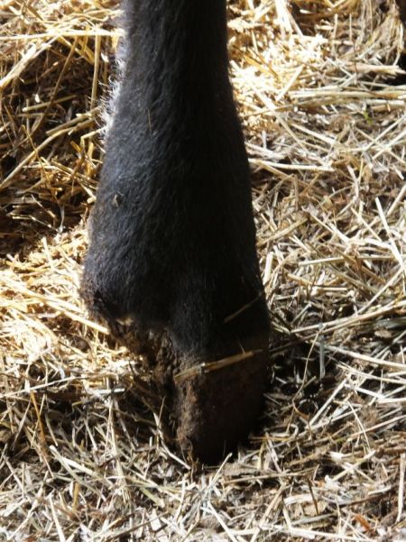 I find it amazing how solidly the bull stands on one half of a hoof