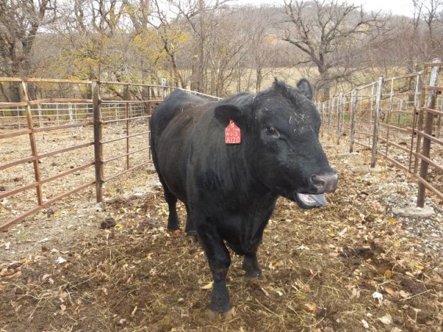 One Toe seems to take exception to Dalton's misgivings about his abilities