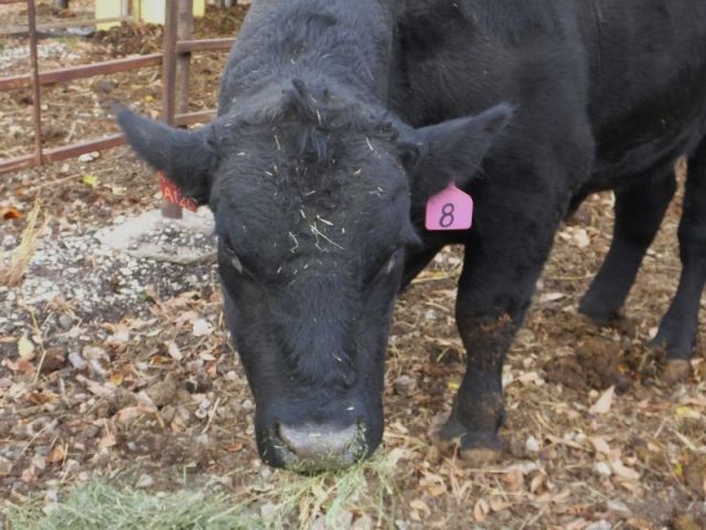 The subject of this story. 