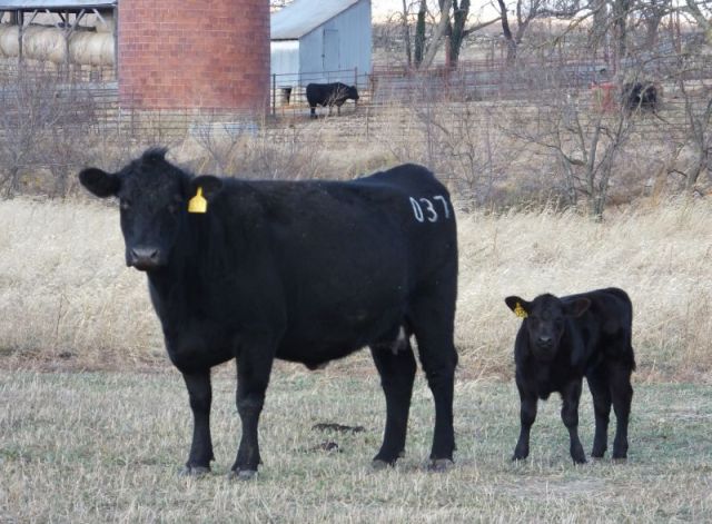 O37 and calf back with the herd. The heifer calf is doing great