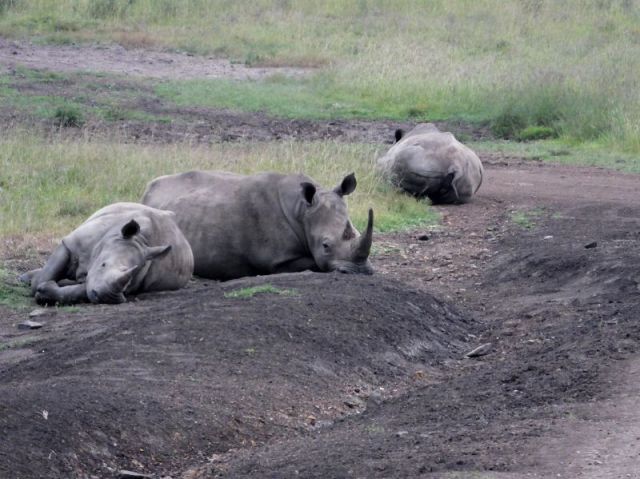 three of the four White Rhino. They are not concerned about us at all.
