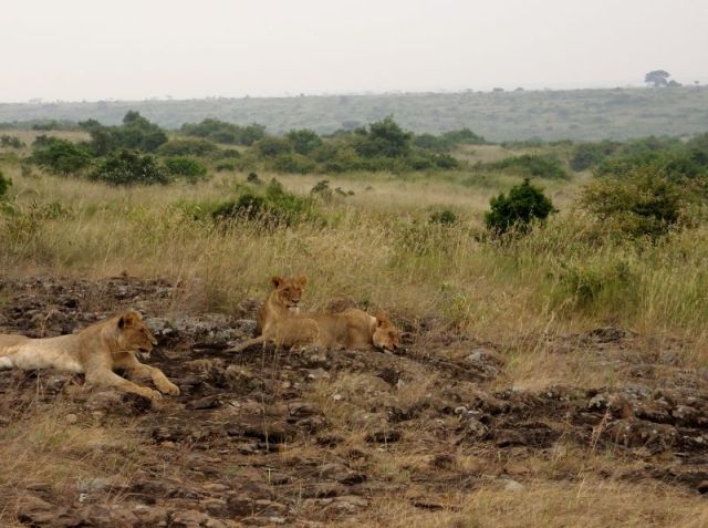 Maybe they are absorbing heat from the rocks? It is a bit chilly.