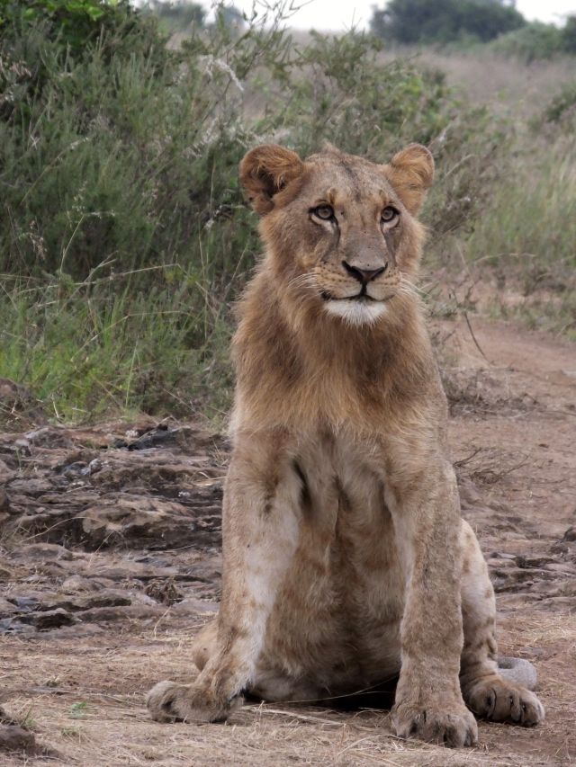 This 8 month old cub manages to sit up for a short time.