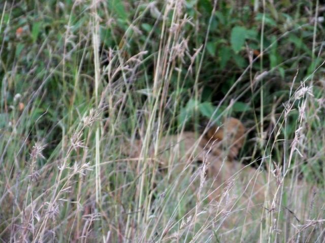 One lioness tired of our prying eyes and opted for the cover of grass. This is why you don't walk when grass is this thick and high!