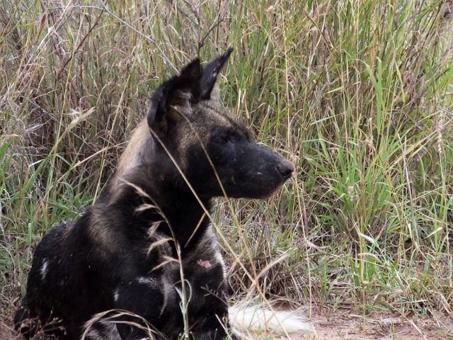 The dogs do rest briefly after their meal