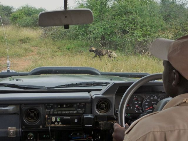 One dog runs out of the brush and crosses in front of us