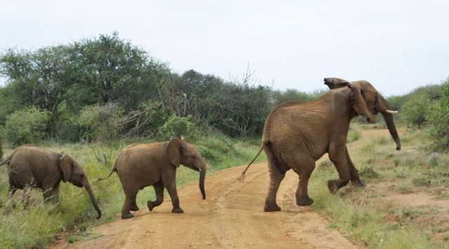 Elephant parade behind us