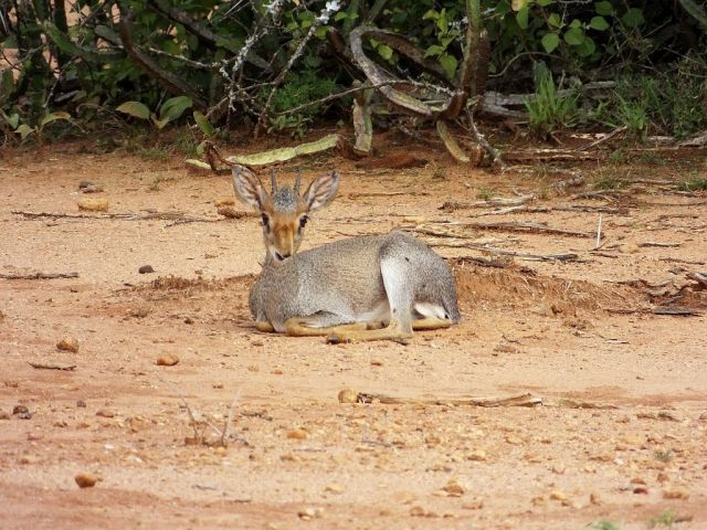 Damara Dik-dik