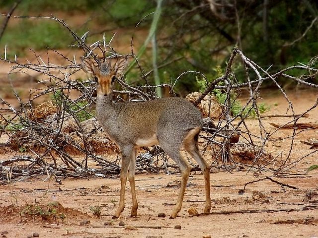 The small antelope has no fear of us