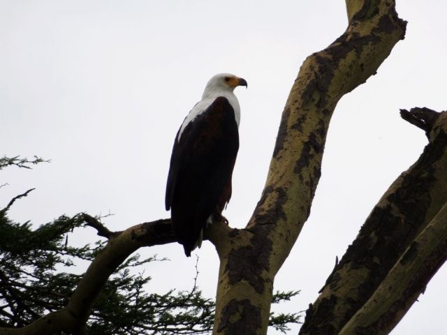 African Fish Eagle