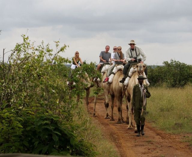 The camel trek is nearly at the end