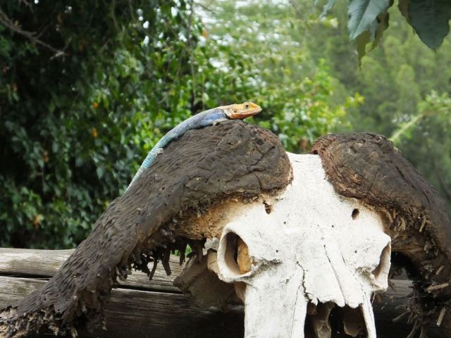 Agama lizard sunning on a cape buffalo skull