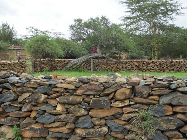 Notice how they built the wall and incorporated the leaning tree into it.