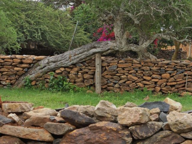 A closer view of how they built the stone wall around this cool tree. I have no photos that correlate with the first part of the blog:)