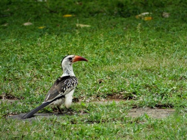 A red-billed Hornbill we encountered on our walk around the Lodge grounds