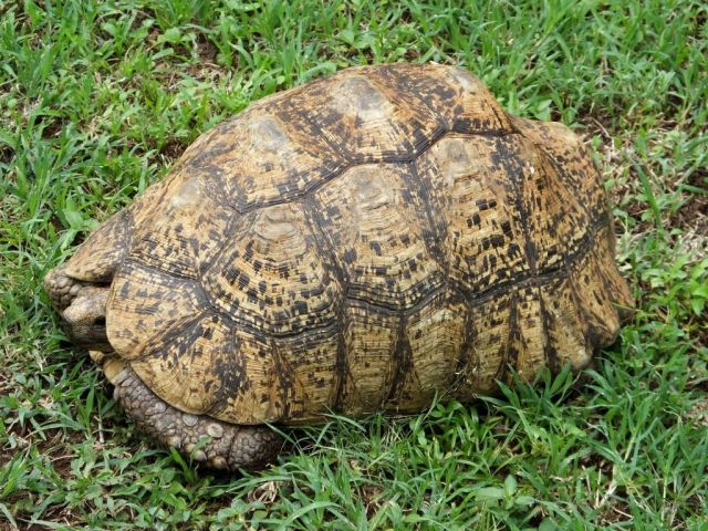 Leopard tortoise drawn into his shell