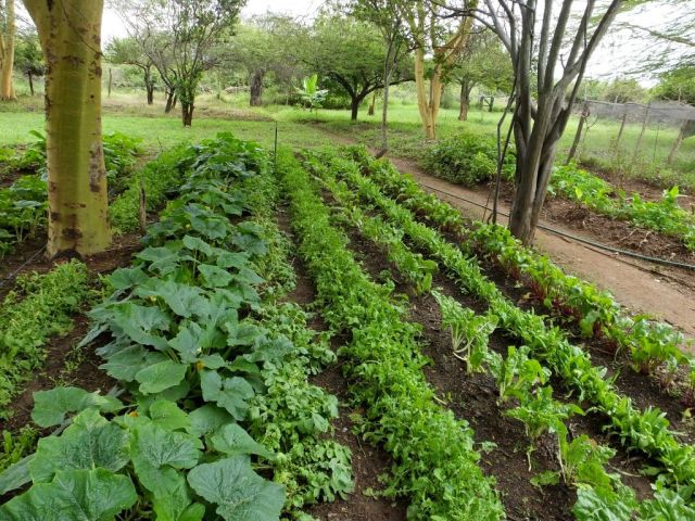 A portion of the garden at the lodge