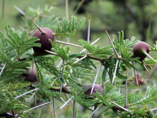 Our nerves are about as prickly as this whistling thorn bush!