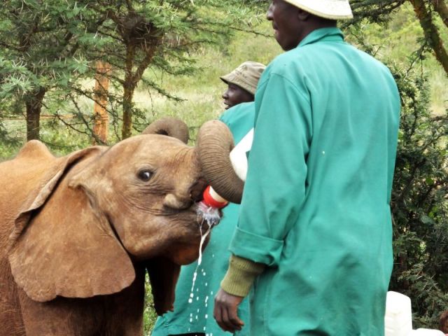 The orphans drink with enthusiasm and they lose a lot of the milk.