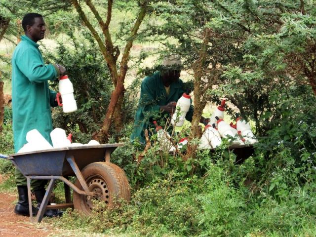 That is a lot of milk bottles.