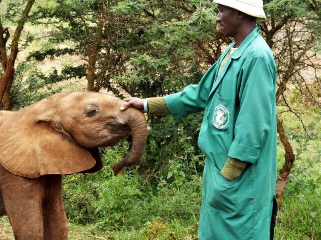 The smallest and orneriest elephant of the bunch.