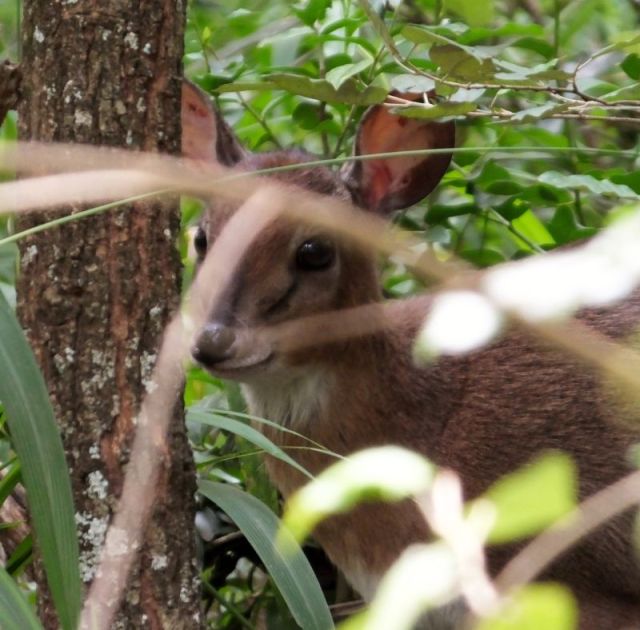 An obscured shot of the second sunni we saw.