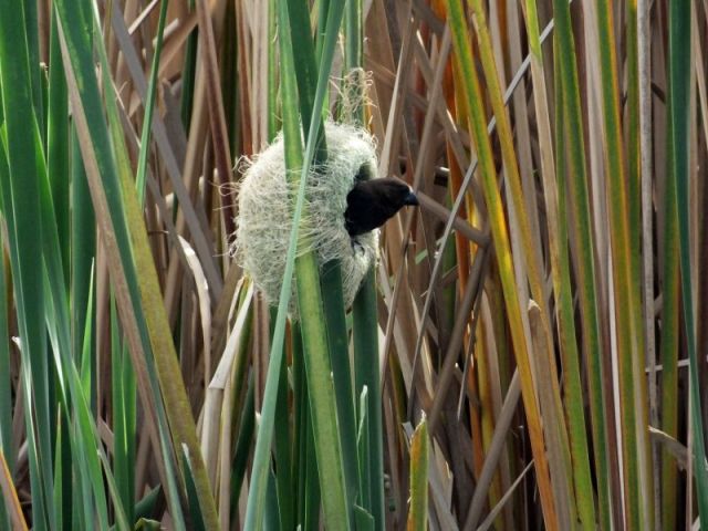 We were amazed watching this Widowbird weaving this nest. Wow.