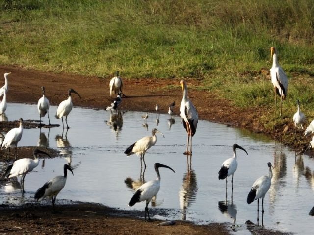 Lots of water birds here