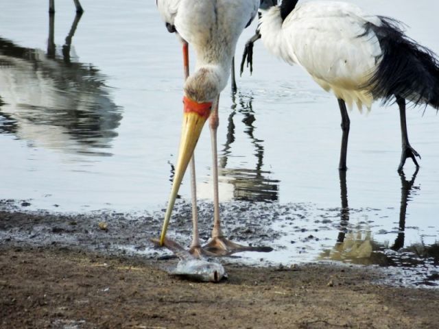The Yellow billed stork seems unsure what to do with the fish