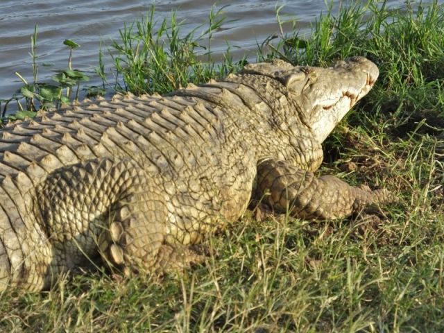 Croc with a full Belly