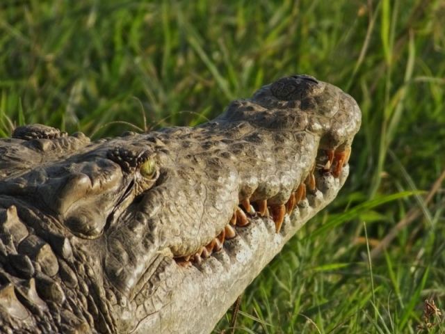 Cold eyes and a toothy grin.