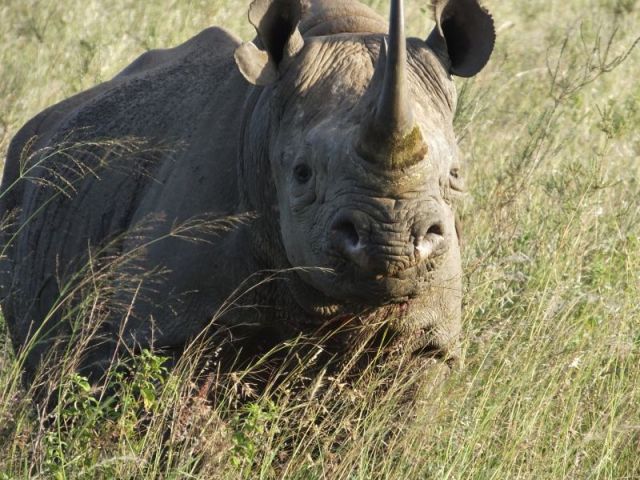 The grumpy Rhino turns and stares at us